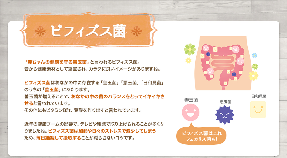 ビフィズス菌の説明