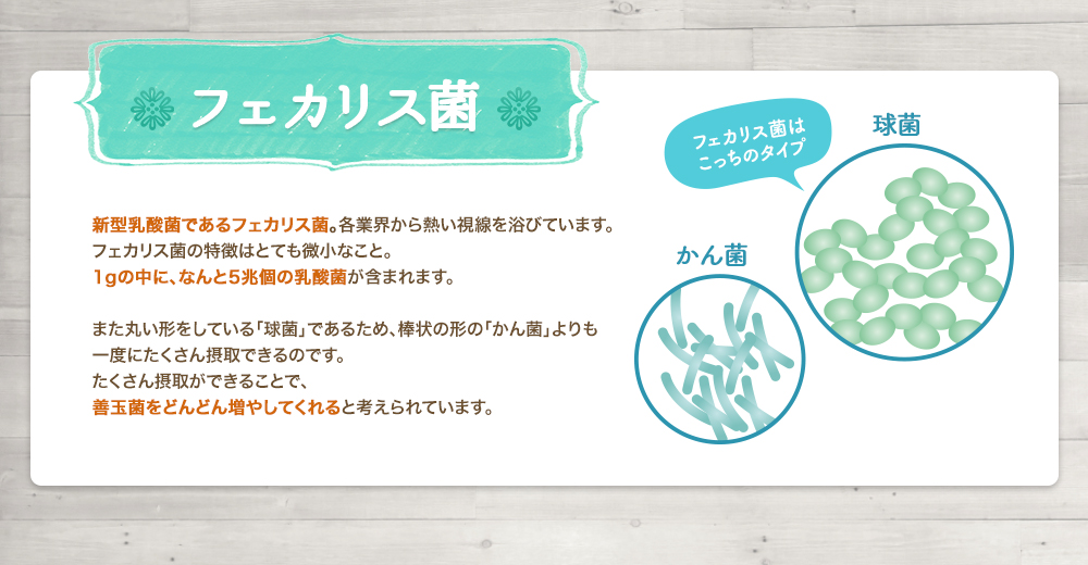 フェカリス菌の説明
