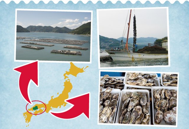 亜鉛サプリメント・牡蠣のチカラαは高品質といわれる広島県瀬戸内海産の牡蠣を使用しています。